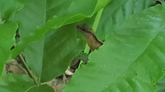 Anolis tropidogaster