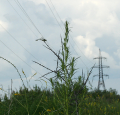 Sinictinogomphus clavatus