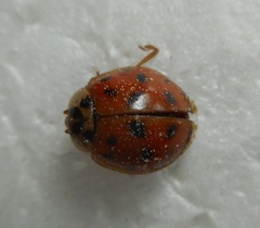 Harmonia axyridis