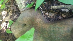 Dendrobates truncatus