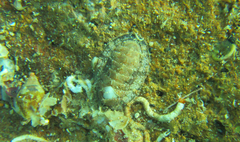 Rhyssoplax olivacea