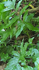 Anolis tropidogaster