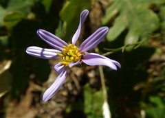 Galatella sedifolia