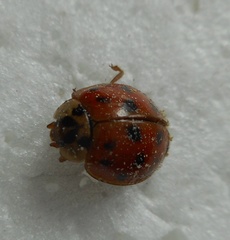 Harmonia axyridis