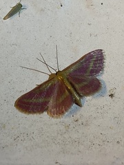 Leptostales laevitaria