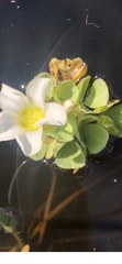 Oxalis natans