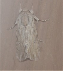 Spodoptera albula