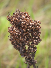 Rumex japonicus