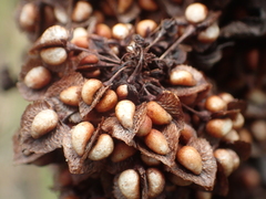 Rumex japonicus