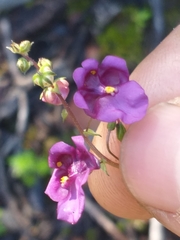 Diascia parviflora