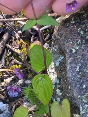 Diascia parviflora