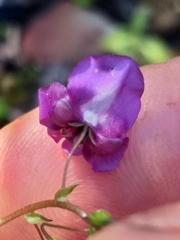 Diascia parviflora