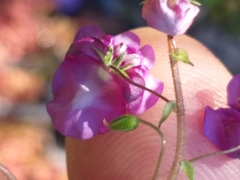Diascia parviflora