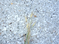 Pentameris macrocalycina