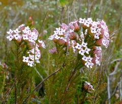 Erica walkeria