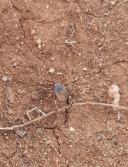 Hyalomma