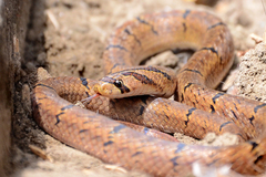 Oligodon albocinctus