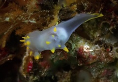 Polycera kernowensis