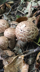 Agaricus bohusii