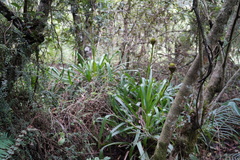 Guzmania triangularis