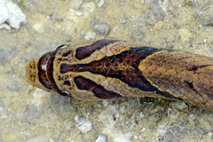 Oligodon albocinctus