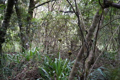 Guzmania triangularis