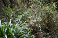 Guzmania triangularis