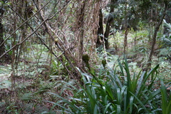 Guzmania triangularis