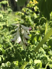 Corydalis caseana