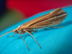 Psychoglypha