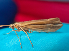 Psychoglypha