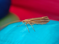 Psychoglypha