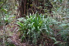 Guzmania triangularis