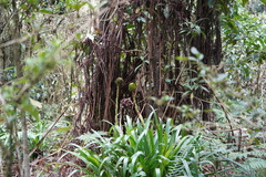 Guzmania triangularis