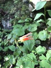 Aquilegia elegantula