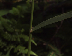 Cinna latifolia