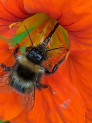 Bombus terrestris