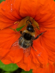 Bombus terrestris