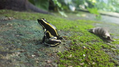 Dendrobates truncatus