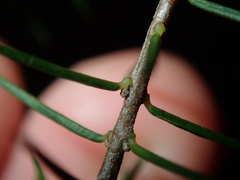 Dillwynia sieberi