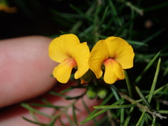 Dillwynia sieberi