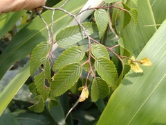 Carpinus lipoensis