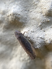 Arocephalus longiceps
