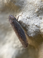 Arocephalus longiceps