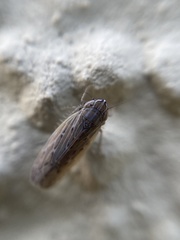 Arocephalus longiceps
