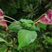 Impatiens spirifer - Photo (c) Sangay Wangchuk, some rights reserved (CC BY-NC), uploaded by Sangay Wangchuk