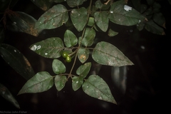 Jasminum singuliflorum