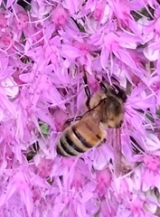 Apis mellifera