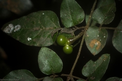Jasminum singuliflorum