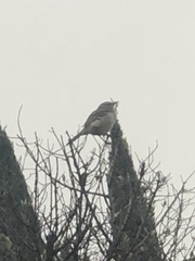 Mimus polyglottos